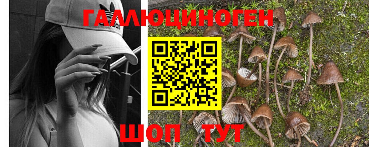 Псилоцибиновые грибы мицелий  Вход с VPN  Заводоуковск 